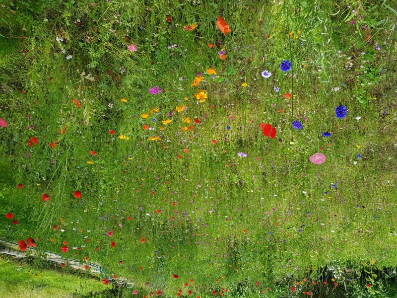 ESPACE FLEURI. Les espaces fleuris sont une source de nourriture et un lieu de reproduction pour les insectes pollinisateurs.. Jardin. BRUNO GODET